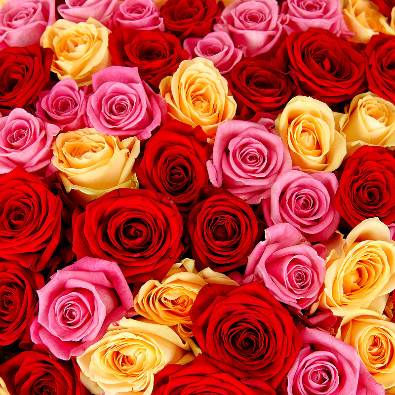 Много роз красивых. Разноцветные розы. Яркие розы. Много роз. Букет роз разных цветов.