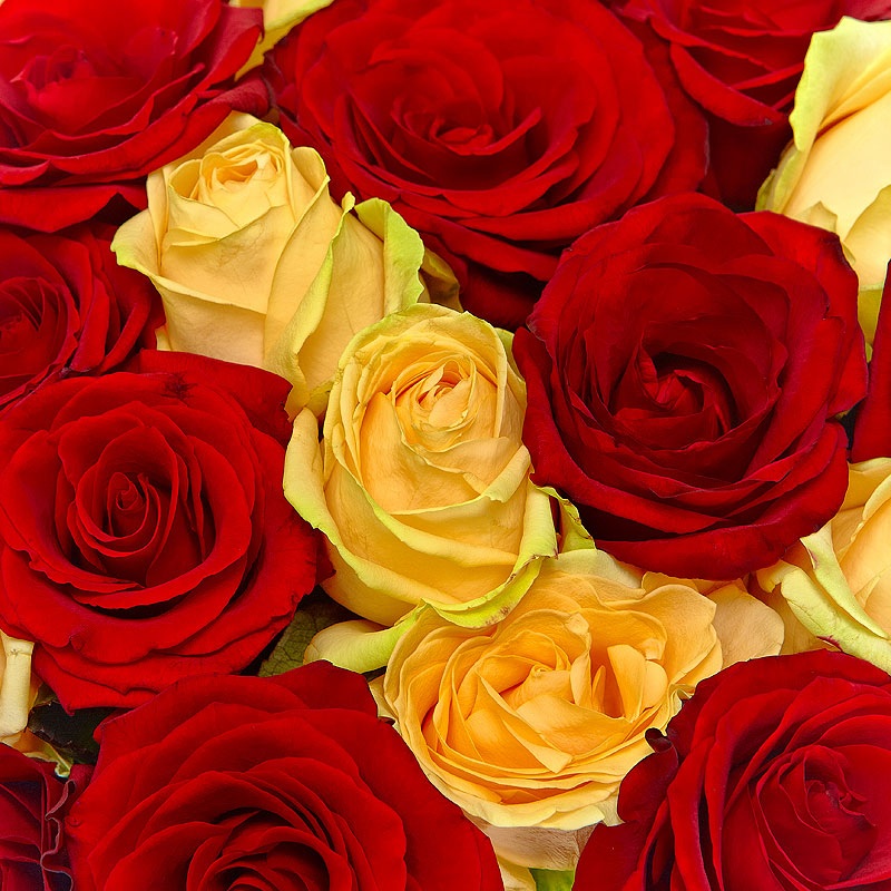 Королевские розы фото