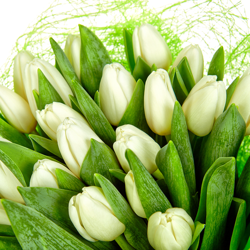 Белые тюльпаны фото красивые картинки
