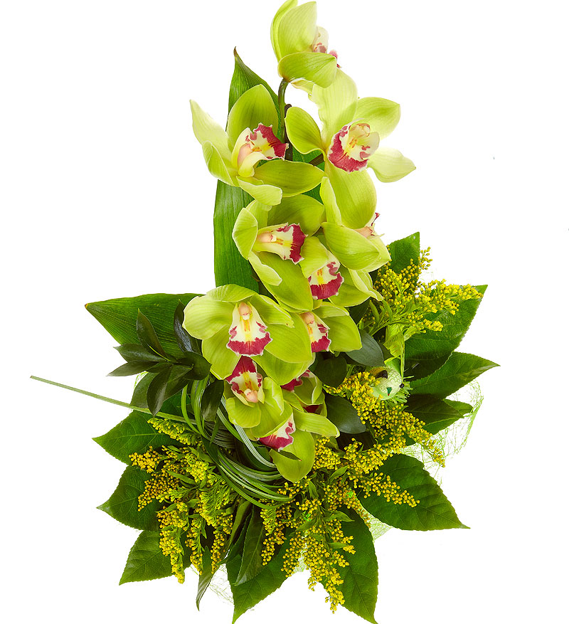 Доставка орхидей по россии. Орхидея Цимбидиум Каскад. Орхидея Цимбидиум зеленая. Букет с орхидеей Цимбидиум. Орхидея Цимбидиум ветка.